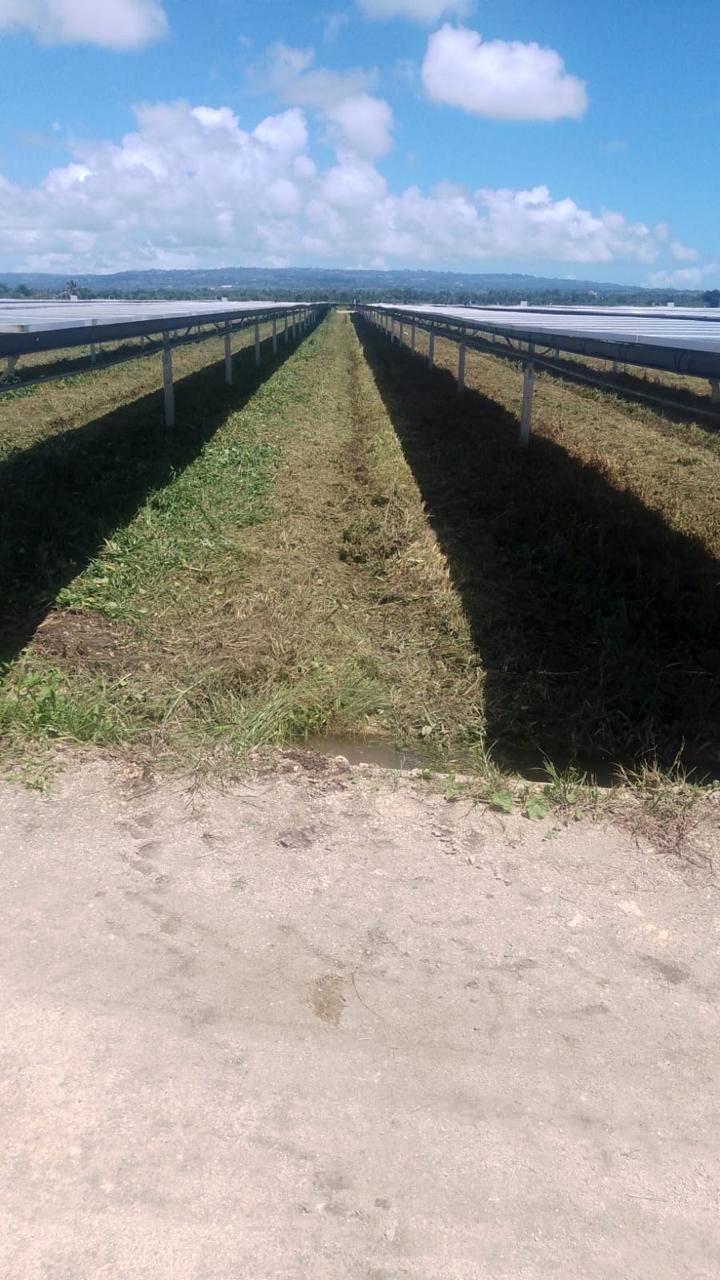 Filas de paneles con la vegetación controlada