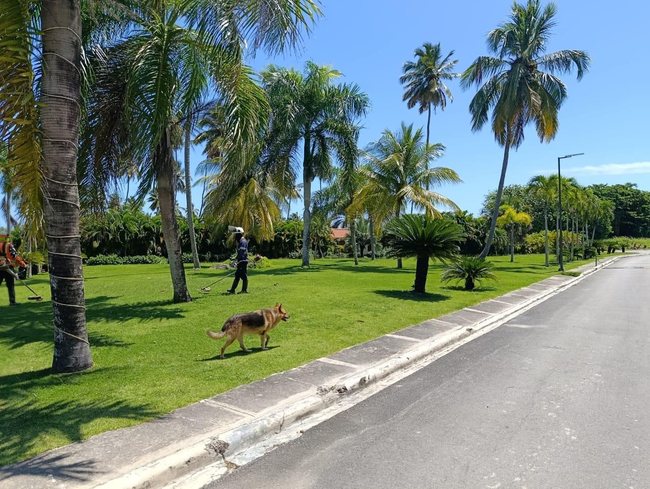 Jardín con palmeras en zona común