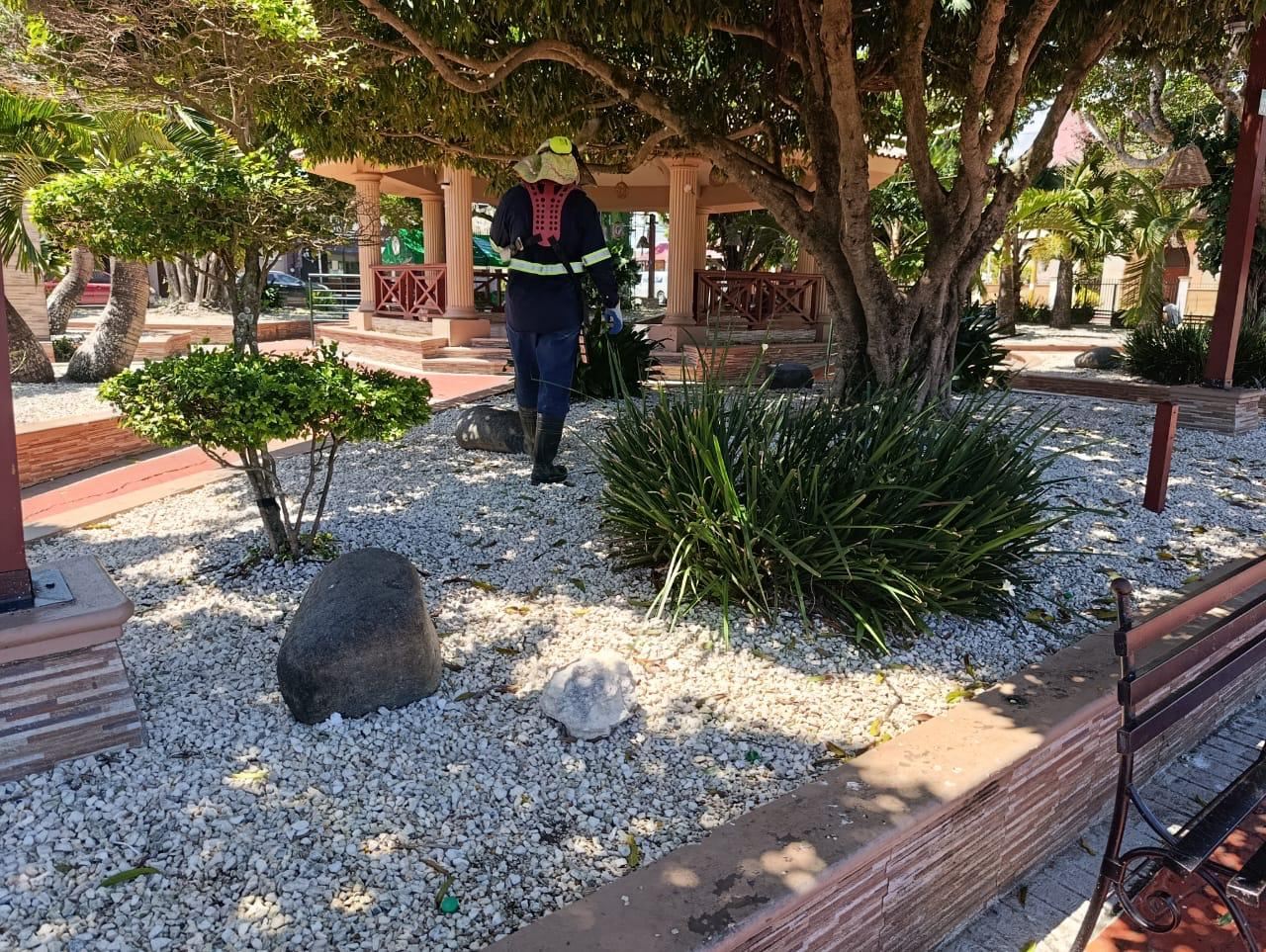 Plaza con árbol podado y parterres